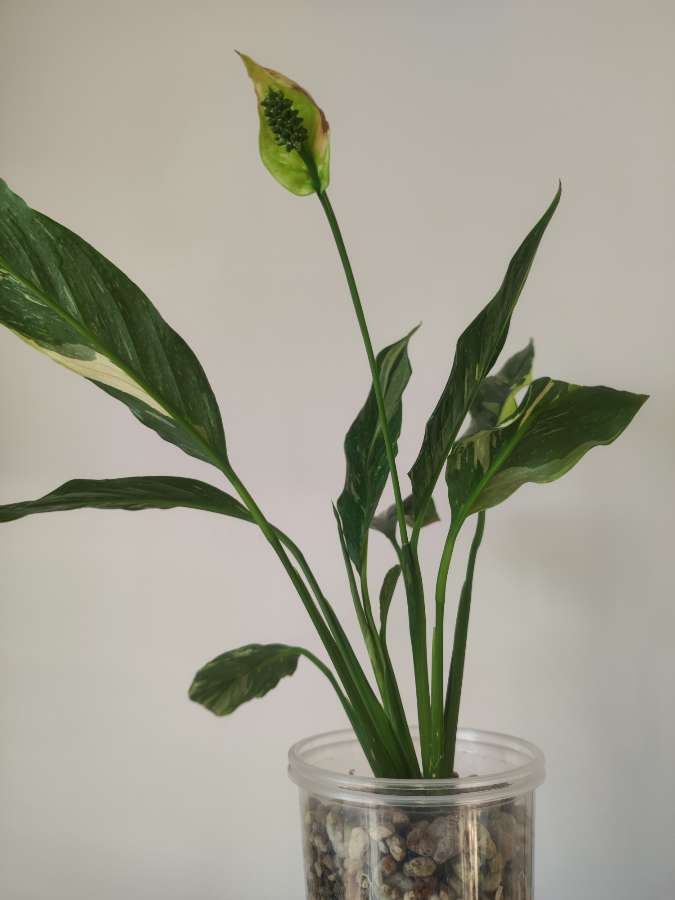 Skrzydłokwiat Variegata Diamond 4