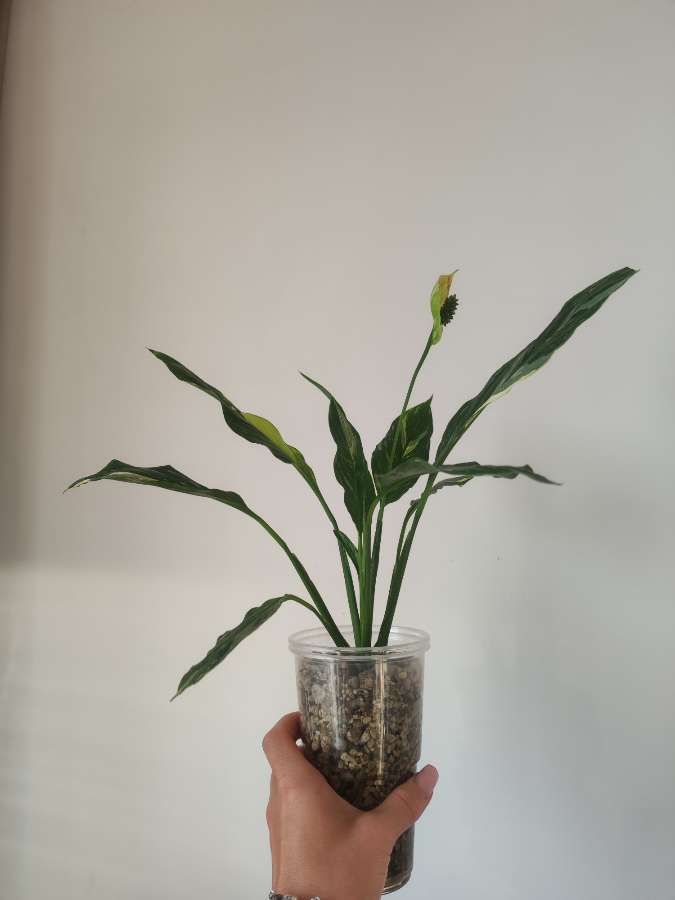 Skrzydłokwiat Variegata Diamond 2