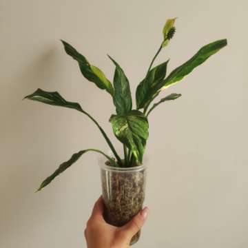 Skrzydłokwiat Variegata Diamond