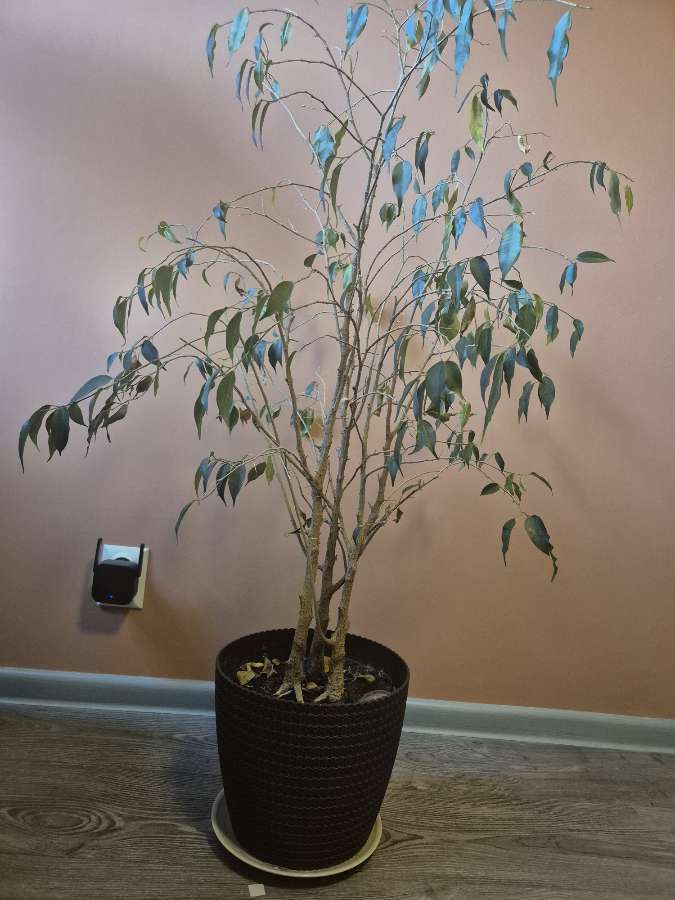 15 letni Ficus Beniamin szuka domu 3