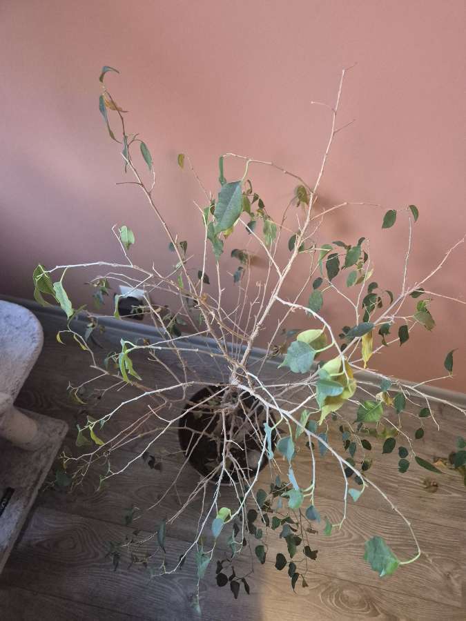 15 letni Ficus Beniamin szuka domu 4