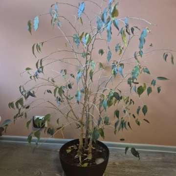 15 letni Ficus Beniamin szuka domu