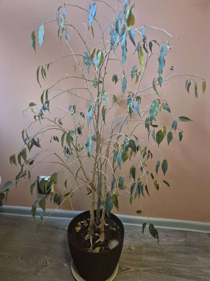 15 letni Ficus Beniamin szuka domu 2