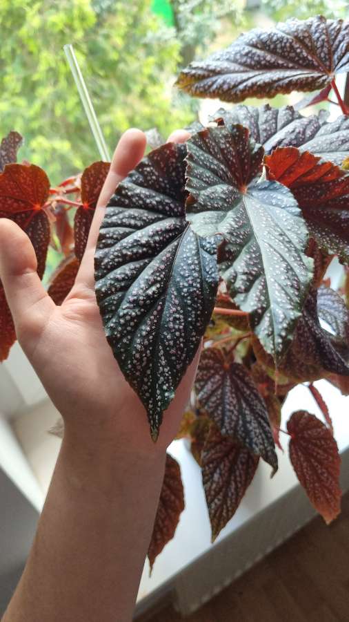 Begonia maculata pink spot 3