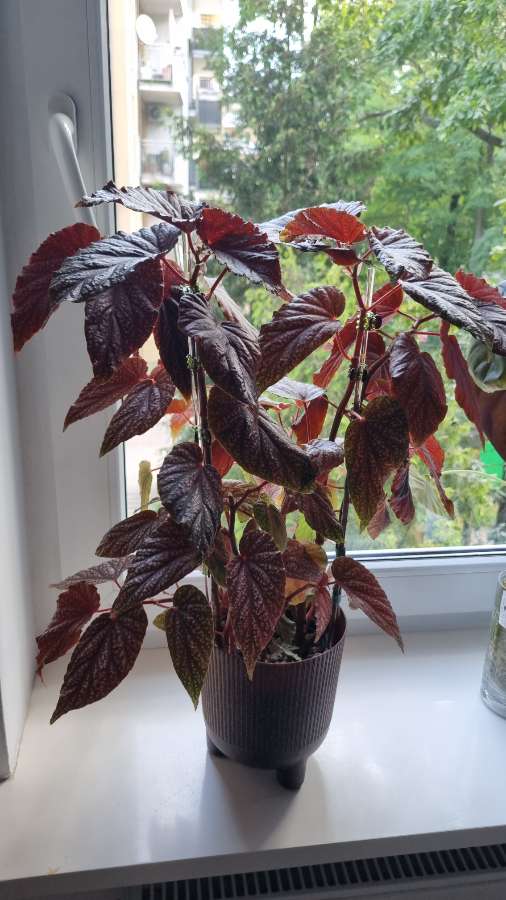 Begonia maculata pink spot 2