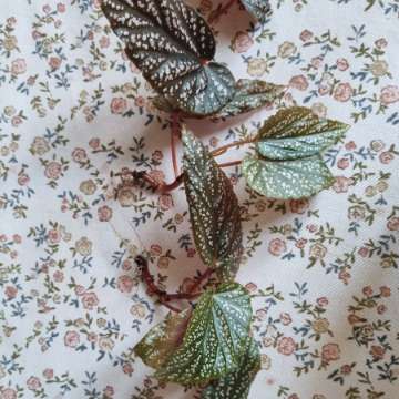 Begonia maculata pink spot