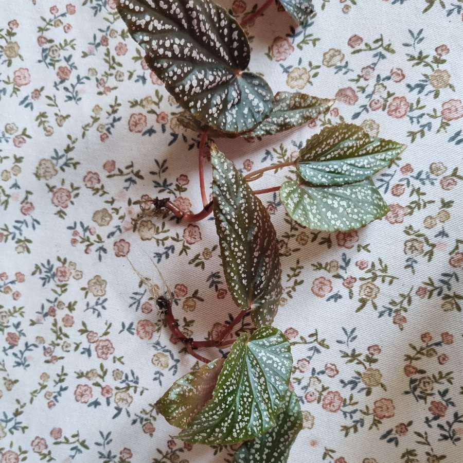 Begonia maculata pink spot