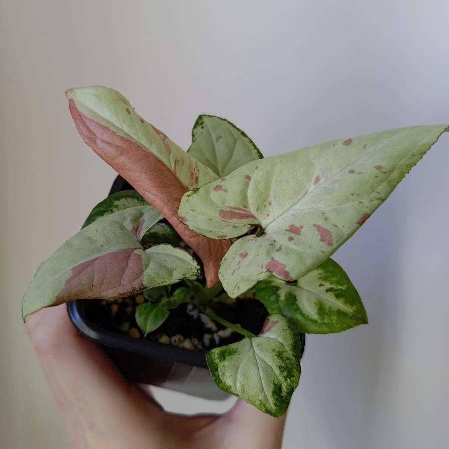 Syngonium strawberry milkshake