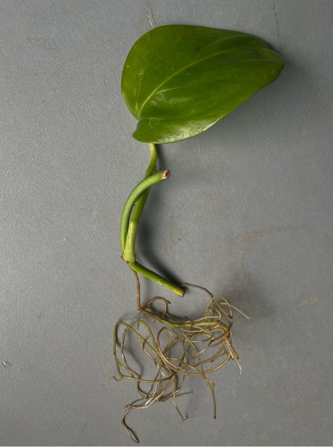 Monstera lechleriana