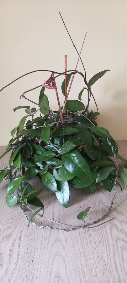 Hoya carnosa 4