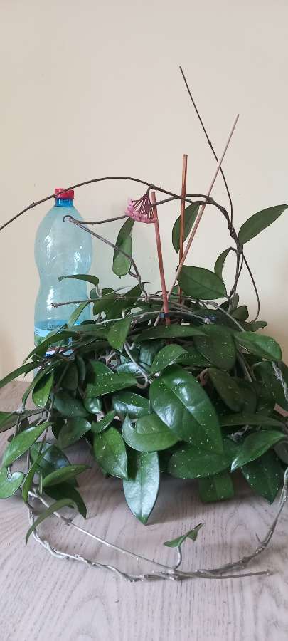 Hoya carnosa 2