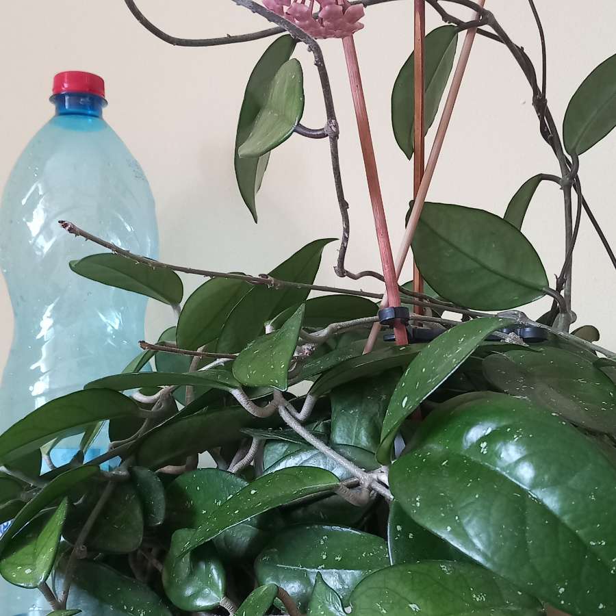 Hoya carnosa