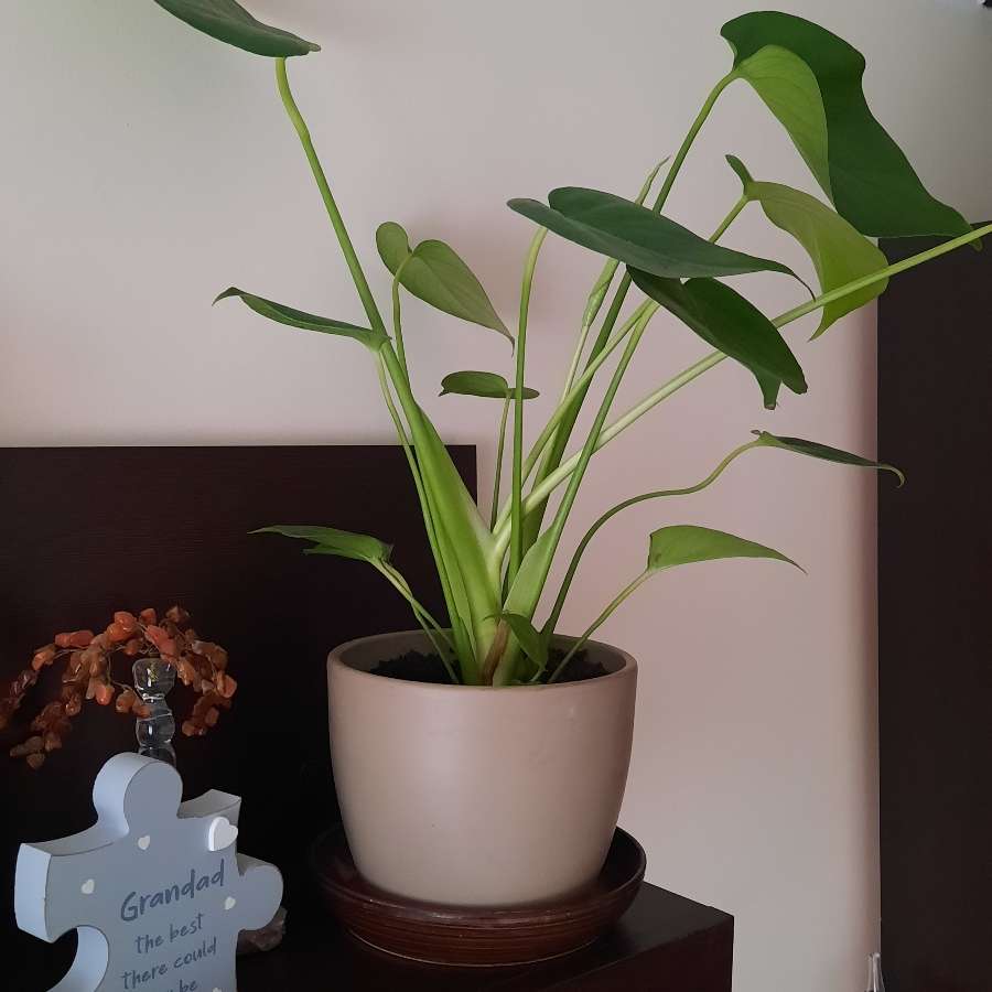 Monstera