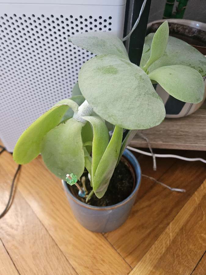 Kalanchoe thyrsiflora 3