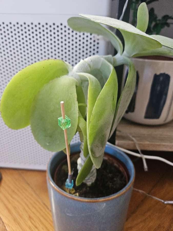 Kalanchoe thyrsiflora 2