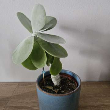 Kalanchoe thyrsiflora