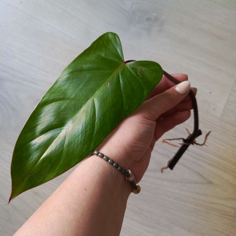 Philodendron Painted Lady