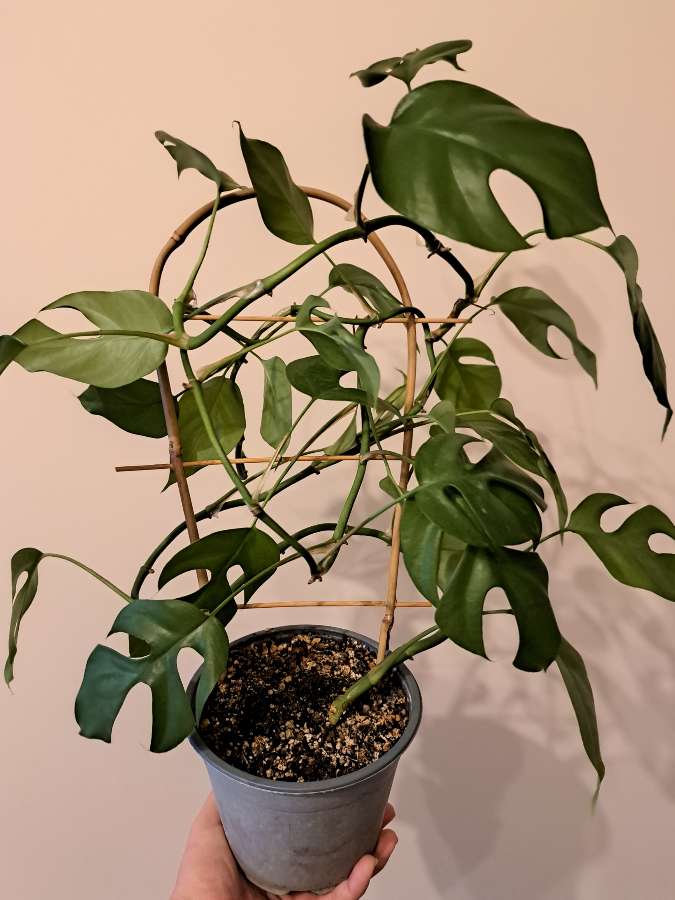 Monstera Minima 2