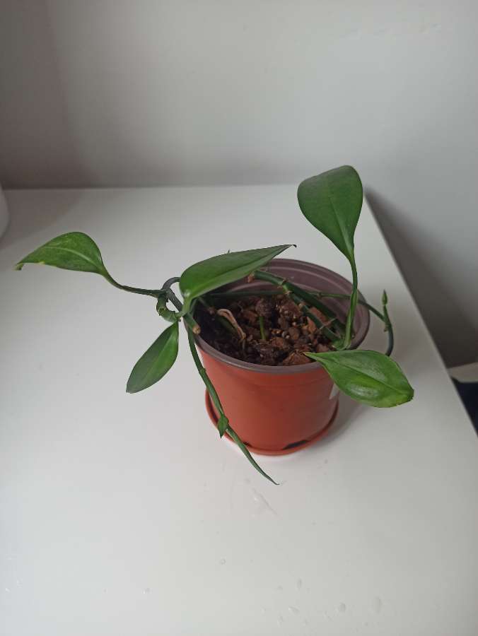 Epipremnum amplissimum 4