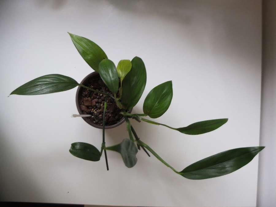Epipremnum amplissimum 3