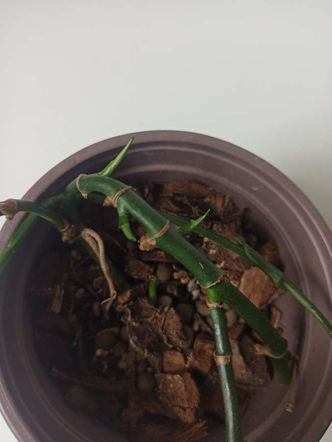 Epipremnum amplissimum 5