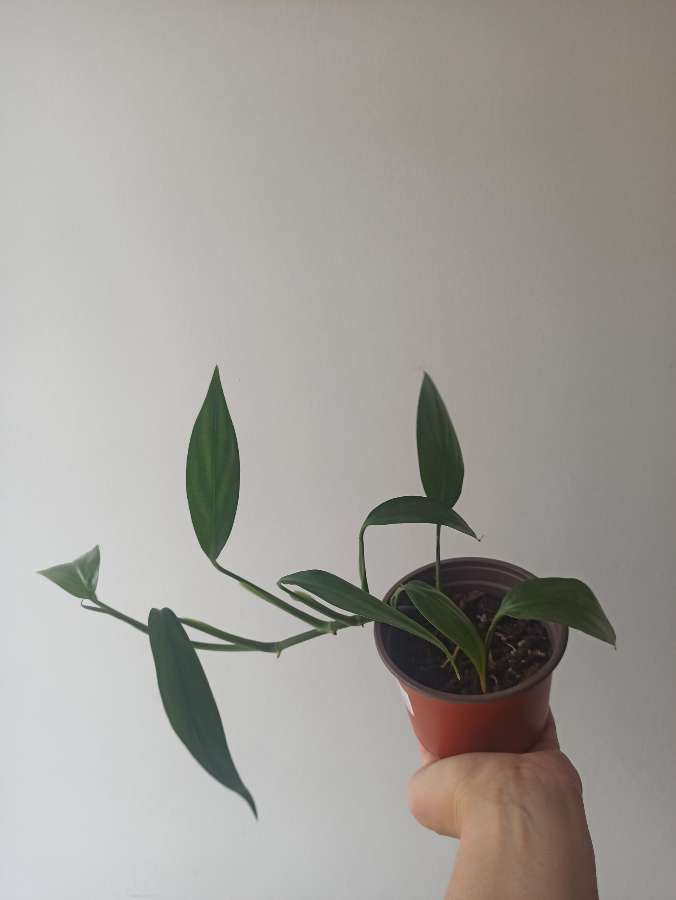 Epipremnum amplissimum 2