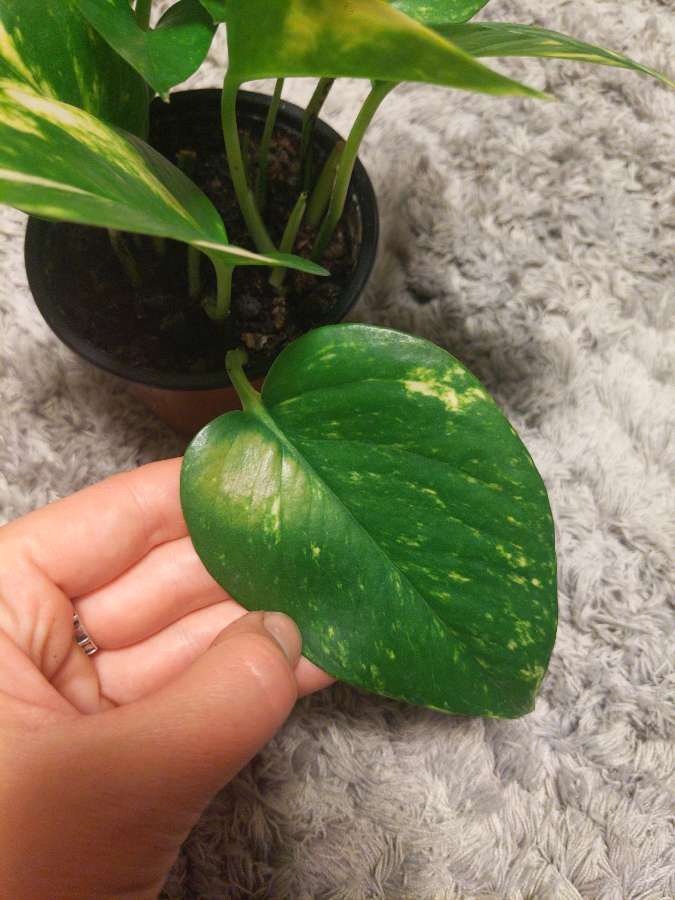Epipremnum aureum 4