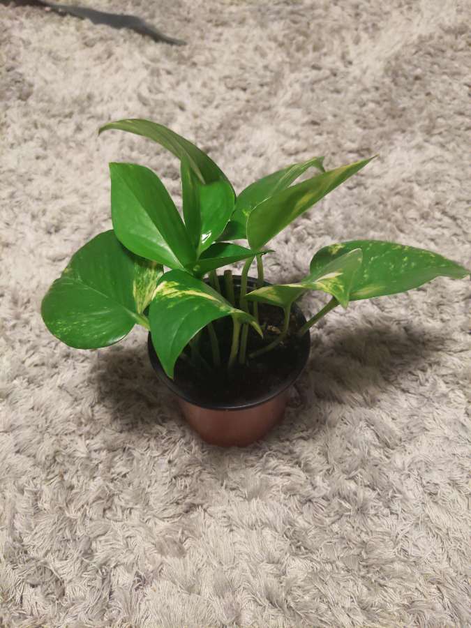 Epipremnum aureum 3