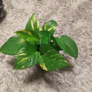 Epipremnum aureum