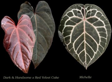 Anthurium Dark & Handsome x Red Velvet Cake X Michelle