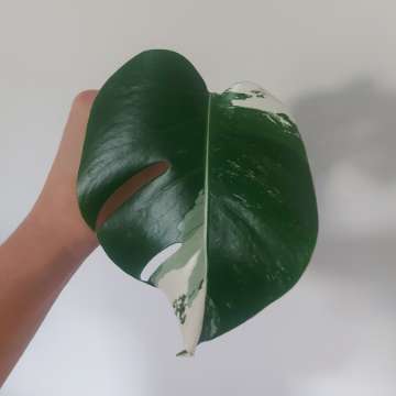 Monstera variegata