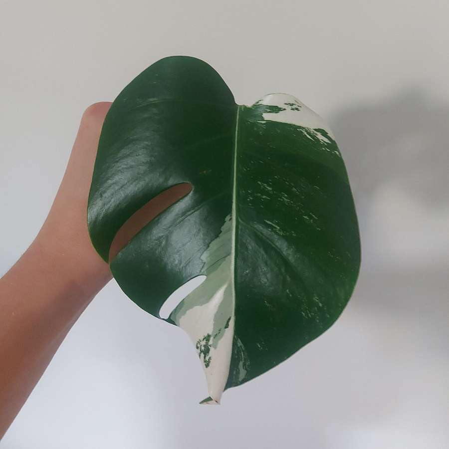 Monstera variegata