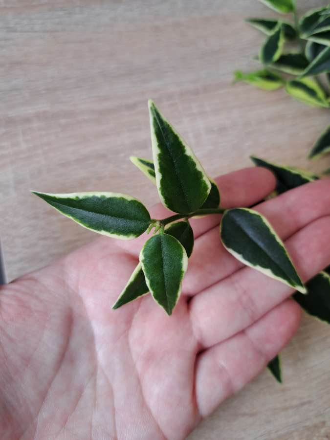 Hoya bella albomarginata 2
