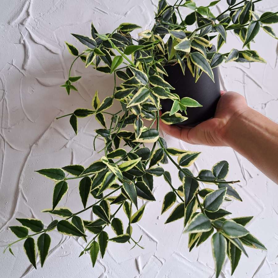 Hoya bella albomarginata