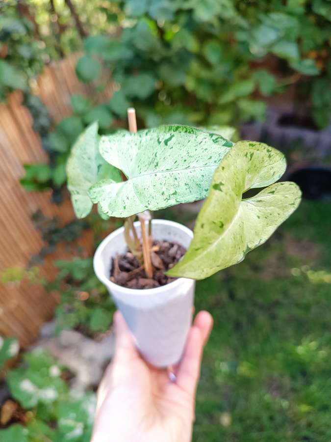 Syngonium Freckles 4