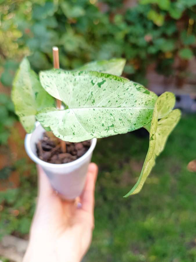 Syngonium Freckles 2