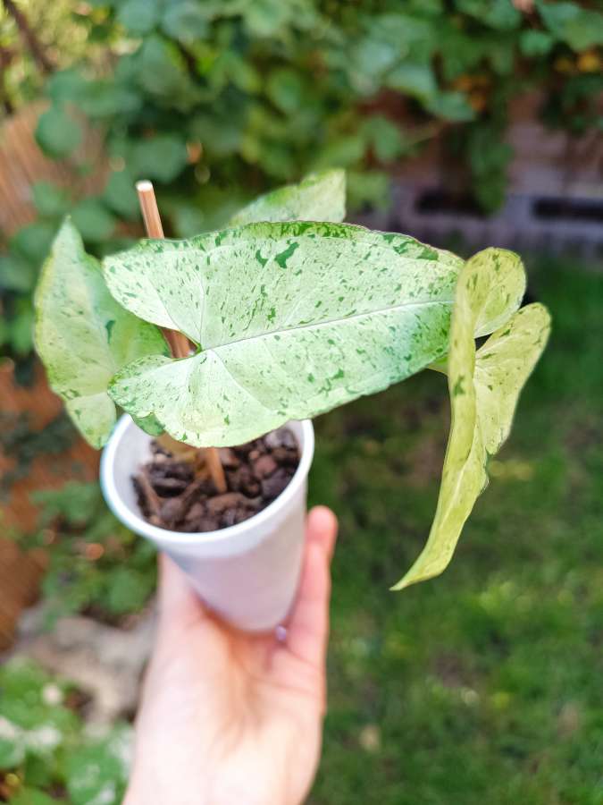 Syngonium Freckles 5