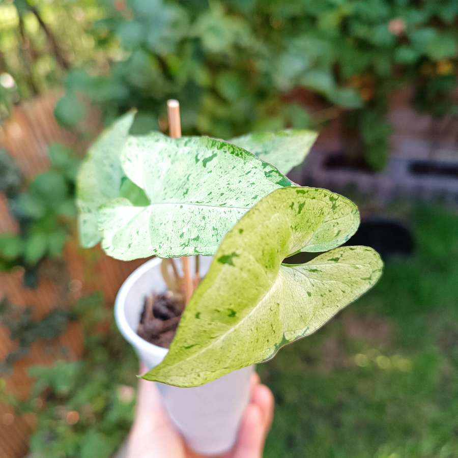 Syngonium Freckles