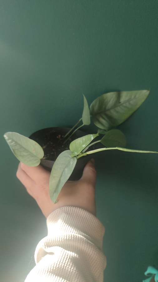 Epipremnum pinnatum 'Cebu Blue' 3