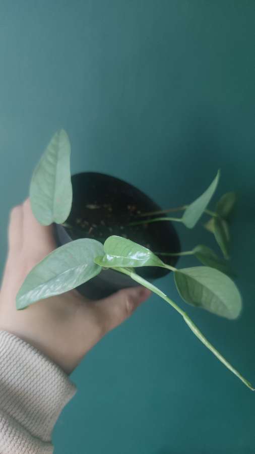 Epipremnum pinnatum 'Cebu Blue' 2