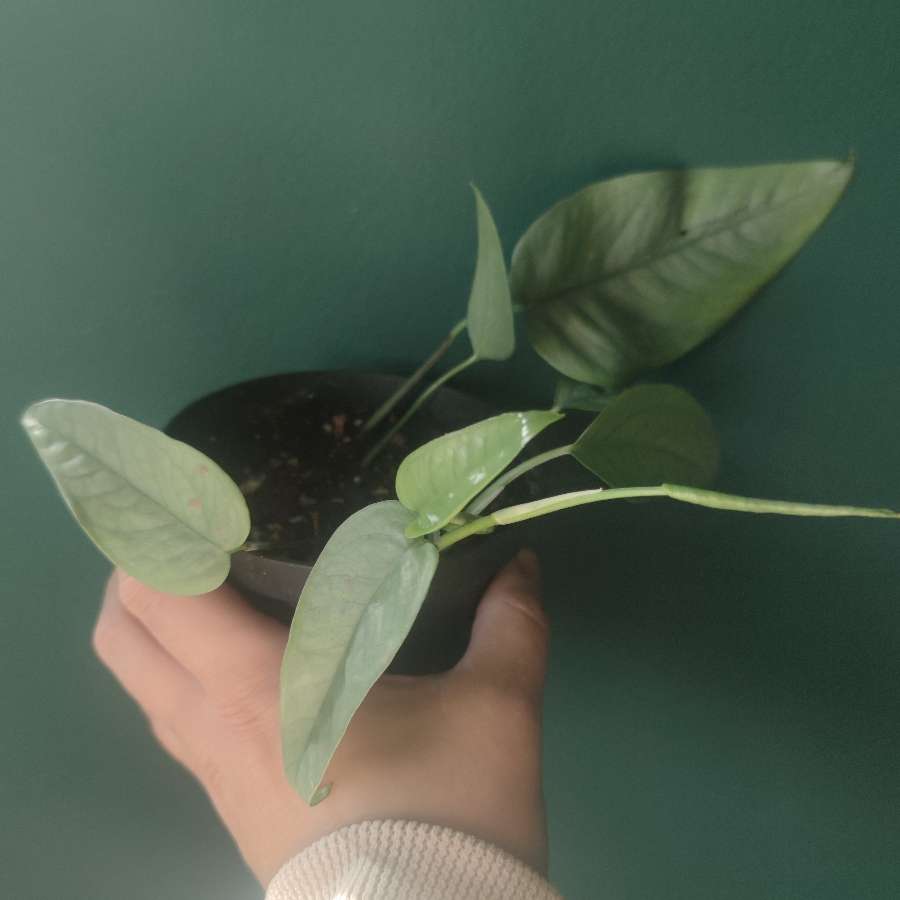 Epipremnum pinnatum 'Cebu Blue'