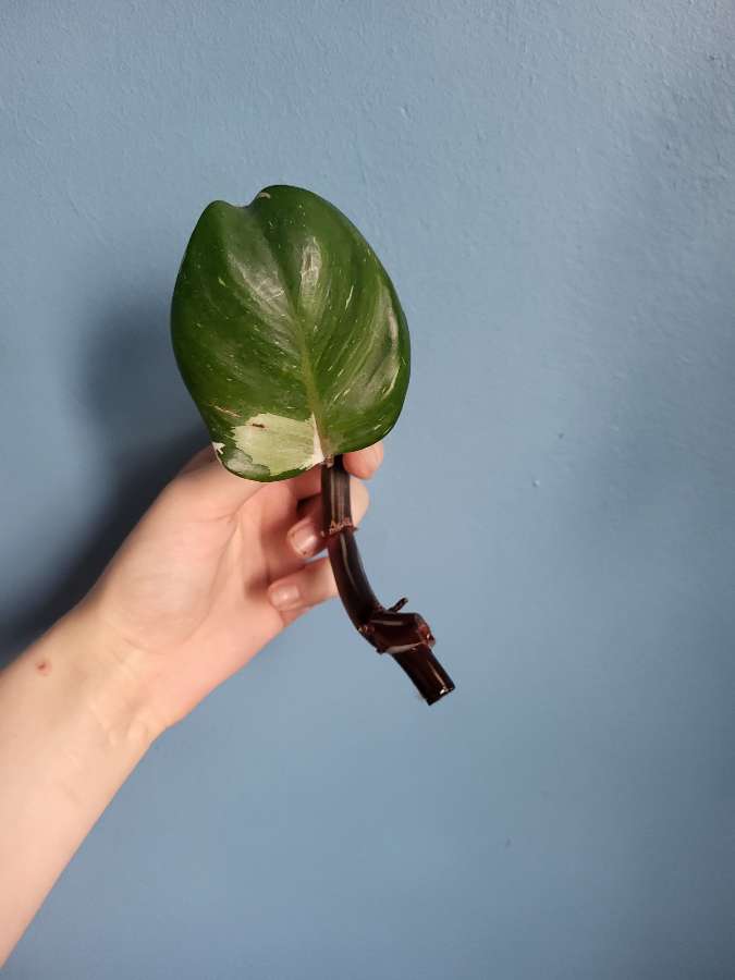Philodendron white knight 2