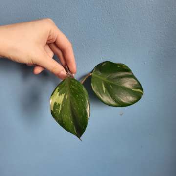 Philodendron white knight