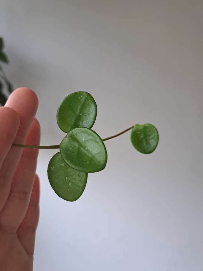 Hoya mathilde splash 2