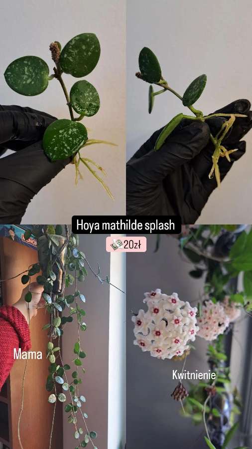 Hoya mathilde splash 4