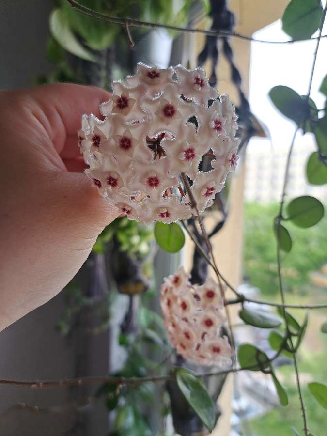 Hoya mathilde splash 3