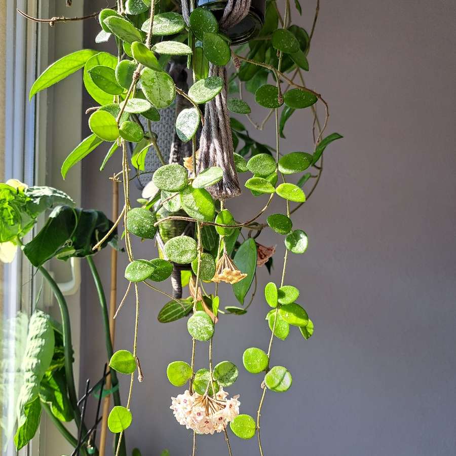Hoya mathilde splash