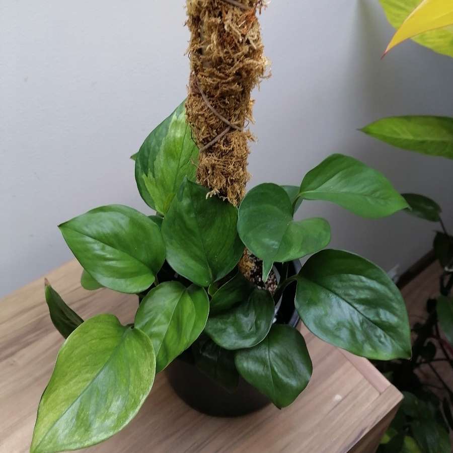 Epipremnum manjula golden i harlequin hybryd