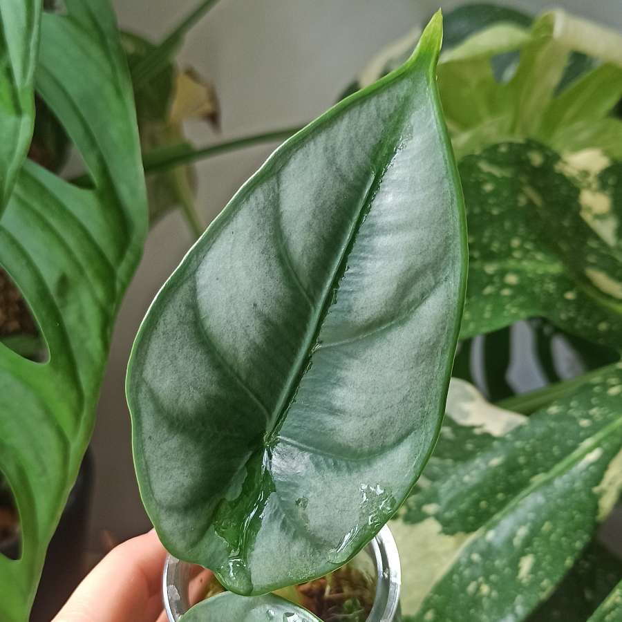 Alocasia Reversa