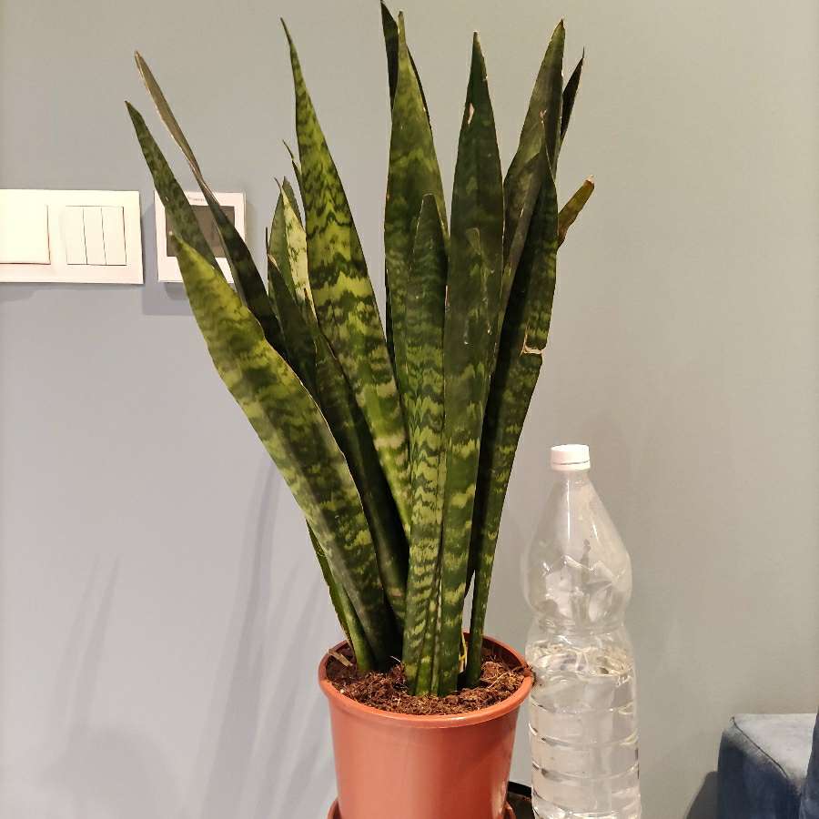 Sanseveria